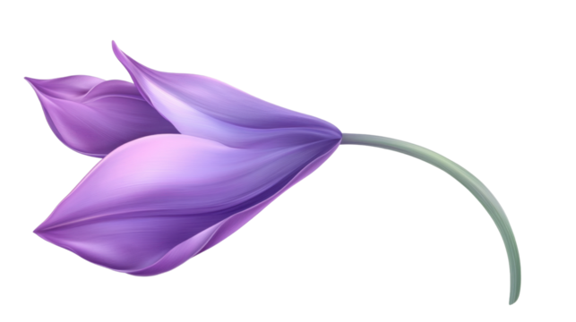 Purple flower with transparent background, showing gentle curves and soft petals