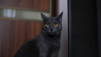 Curious Black Cat with Yellow Eyes Indoors