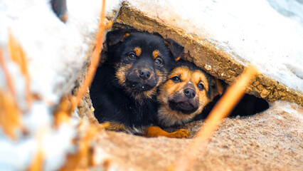 Two cute puppies peeking out from a small hole in the snow, sharing a cozy moment together