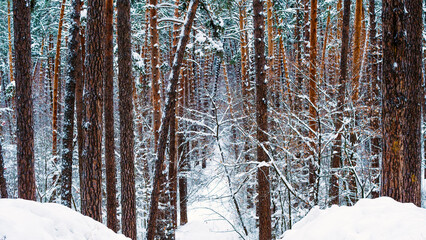Snowy forest with tall pine trees and a tranquil winter atmosphere
