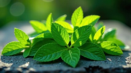 Lush Green Mint Leaves Bask in Sunlight on a Rough Surface