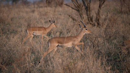Impala, Serengeti National Park, Tanzania