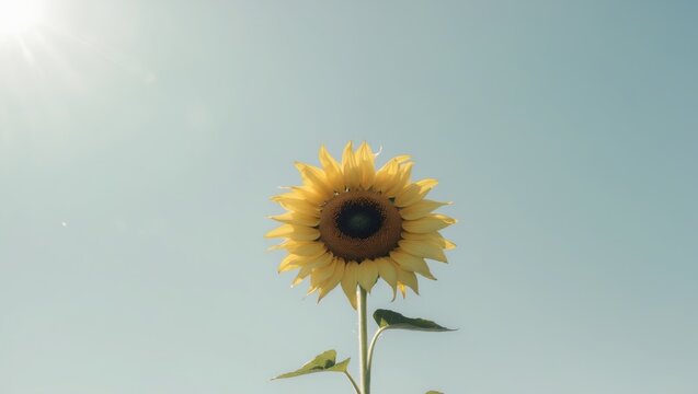 Time lapse of a sunflower following the sun s path in a beautiful display of nature s motion.