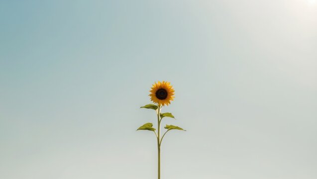 Time lapse of a sunflower following the sun s path in a beautiful display of nature s motion