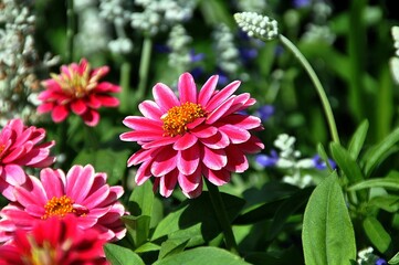 Rote Zinnien