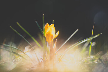 Frühling © Stephanie