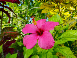 Red Hibiscus Flower with green leaves background