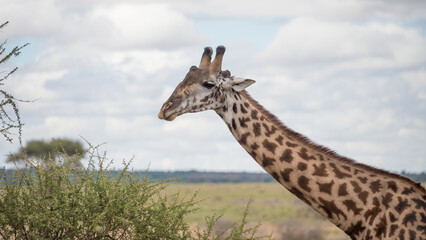 Giraffe, Tarangire National Park, Tanzania