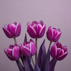Obraz premium Purple tulips on purple 1. Group of purple tulips against a purple background, for a tone on tone effect