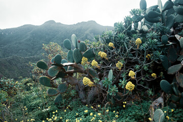 Wild Succulents Growing on Rocky Terrain – Tenerife, Spain