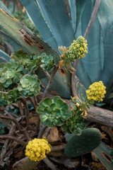 Wild Succulents Growing on Rocky Terrain – Tenerife, Spain