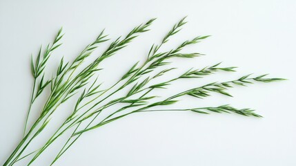 Delicate green grass blades are arranged on a white surface