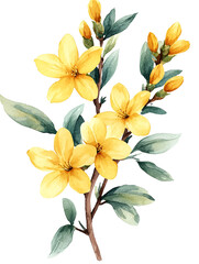 bouquet of yellow flowers,Yellow spring flower isolated on white background
