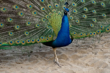 A graceful peacock stands with its tail spread