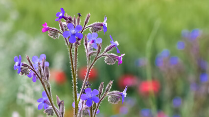 images of wild flowers. Photos of wild flowers with purple flowers.