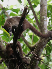 White nosed Coato Cockscomb Basin Wildlife Sanctuary, Belize