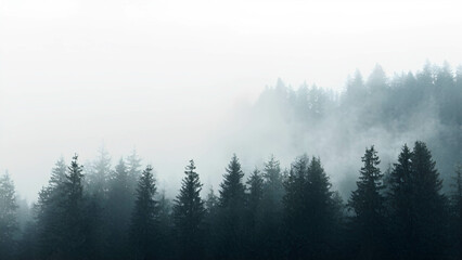 A mysterious pine forest covered in a thick morning fog. The soft mist wraps around towering evergreen trees, creating a peaceful and mystical atmosphere