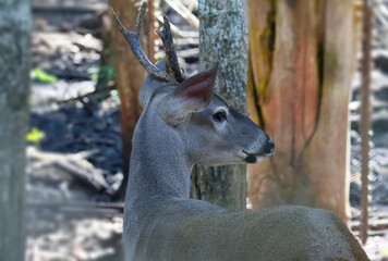 White tailed deer, Flores, Guatemala
