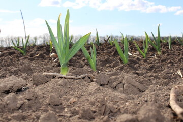 green onions growing in the field