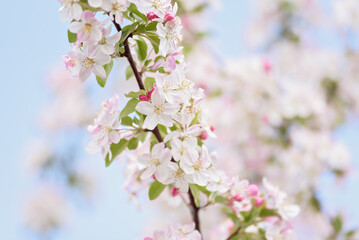 Spring nature background. Close-up of apple tree blossoms with pink and white petals on a branch against a soft blue sky.