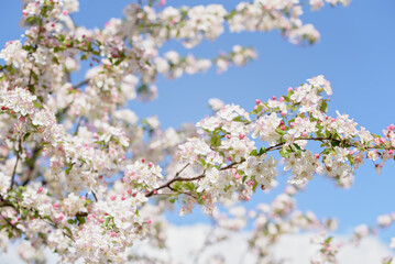 Spring nature background. Close-up of apple tree blossoms with pink and white petals on a branch against a soft blue sky.