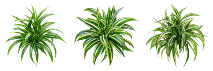 Spider plant isolated on transparent background.PNG Set of
