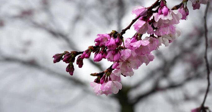  Fantastic cherry blossom after the rain