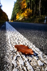 Brown leaf on a road line with autumn trees.