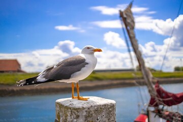 Seagull by the Waterfront