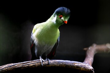Colorful turaco bird on a branch.