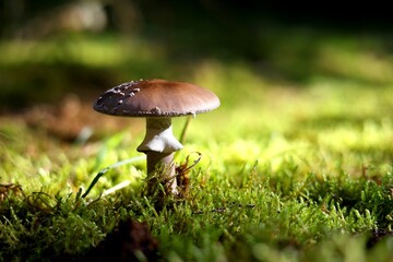Mushroom on Forest Floor