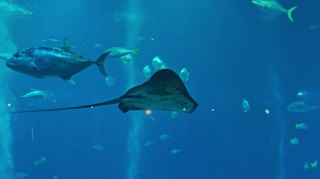 Manta ray and Giant trevally swimming peacefully in the Sea aquarium