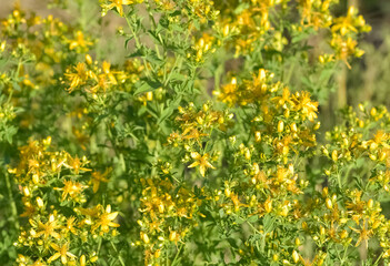 yellow flowering plants. wild plants and flowers photos.