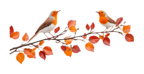 Two european robins perched on vibrant autumn branch, cut out