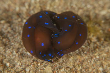 Nudibranch Sea Slug in the Red Sea, Colorful and beautiful, Eilat, Israel
