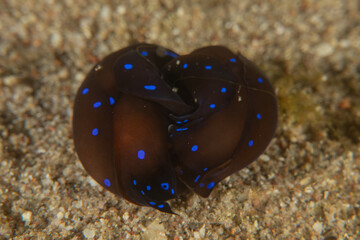 Nudibranch Sea Slug in the Red Sea, Colorful and beautiful, Eilat, Israel
