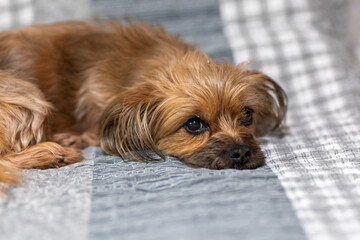A small, brown, long-haired dog resting on a soft, checkered fabric surface. The dog has deep,...