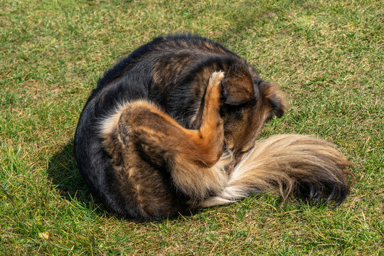 Dog itches because of clogged anal glands (anal sac disease) and bites his butt