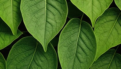 Surface made of leaves, with its delicate veins and vibrant green color