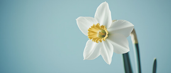 Fototapeta premium single jonquil flower isolated over pastel blue background; cute & minimalistic spring floral design