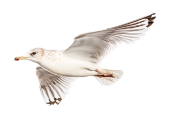 Flying seagull with outstretched wings on white background, cut out