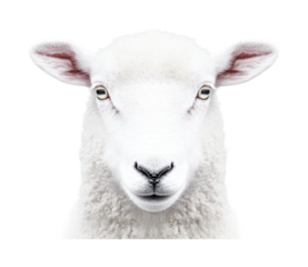 Portrait of a white sheep facing front on a white background, cut out