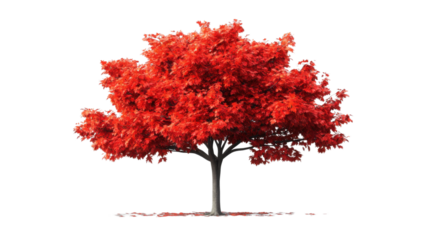 Red maple tree with bright foliage on transparent background
