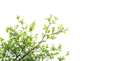 Green Tree Branches With Fresh Leaves. Nature And Growth Concept Isolated On Transparent Background