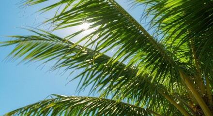 Palm Tree Leaves Against Blue Sky with Bright Sun Glimmering Through