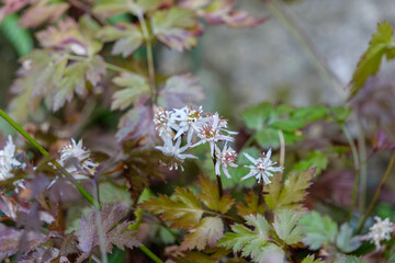 早春に咲くセリバオウレンの白い花