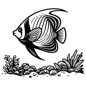 Anglefish Sketch Illustration.