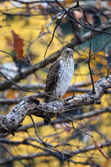 Cooper’s Hawk “Accipiter cooperii”