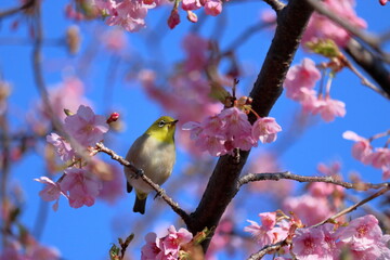 メジロと河津桜　春めく