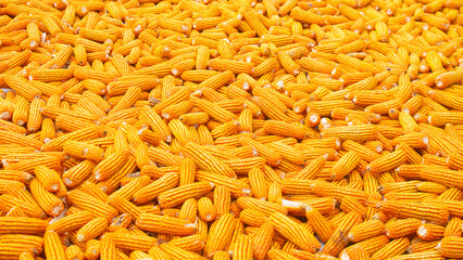 Harvested Corn Cobs Ready for Processing